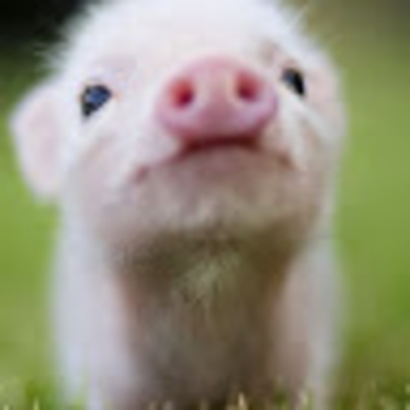 Meet your Posher, Joscelyn - Picture 1 of 1